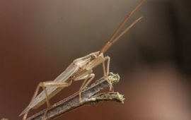 Stenodema laevigata, Gewone smallijf