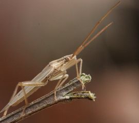 Stenodema laevigata, Gewone smallijf