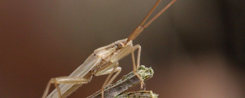 Stenodema laevigata, Gewone smallijf