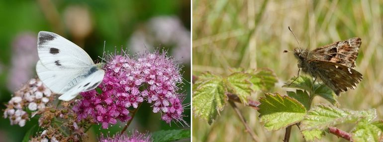 Scheefbloemwitje (links) en kaasjeskruiddikkopje (rechts)