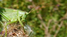 grote groene sabelsprinkhaan - primair