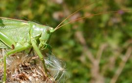 grote groene sabelsprinkhaan - primair