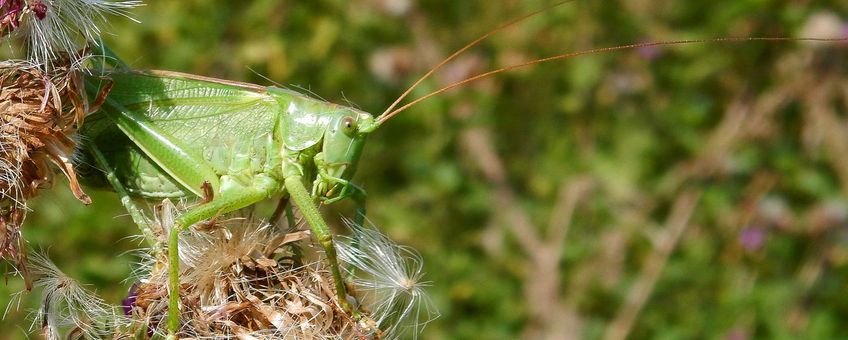 grote groene sabelsprinkhaan - primair