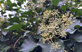 Door gefaseerd te snoeien behoud je nectar in het najaar en bessen in het voorjaar