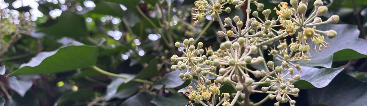 Door gefaseerd te snoeien behoud je nectar in het najaar en bessen in het voorjaar