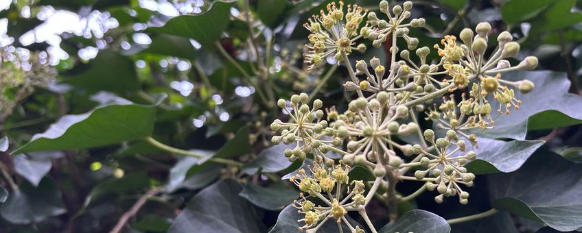 Door gefaseerd te snoeien behoud je nectar in het najaar en bessen in het voorjaar