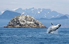 Humpback whale