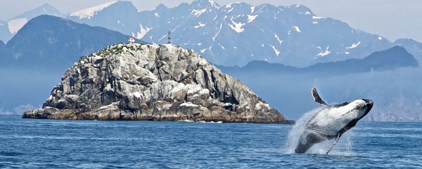 Humpback whale