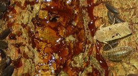 Zwartvlekwinteruil - primair