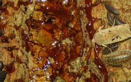 Zwartvlekwinteruil - primair