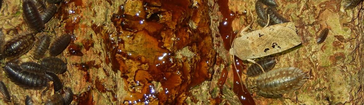 Zwartvlekwinteruil - primair