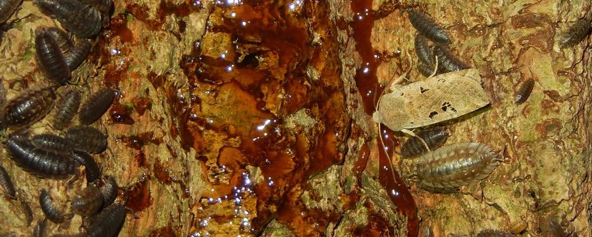 Zwartvlekwinteruil - primair