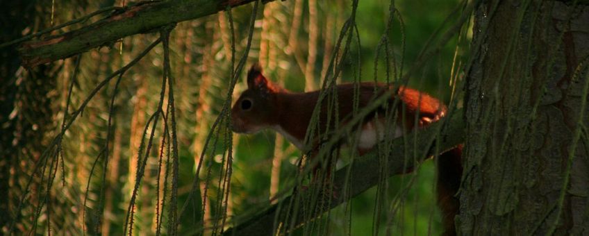 Eekhoorn in boom VOOR EENMALIG GEBRUIK