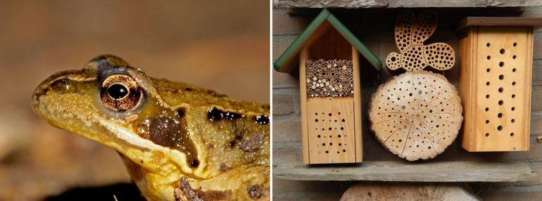 In een mooie tuinvijver zonder vis kan de bruine kikker (links) zich prima voortplanten. Bijenblokken (rechts) zorgen voor nestgelegenheid voor een aantal wilde bijen