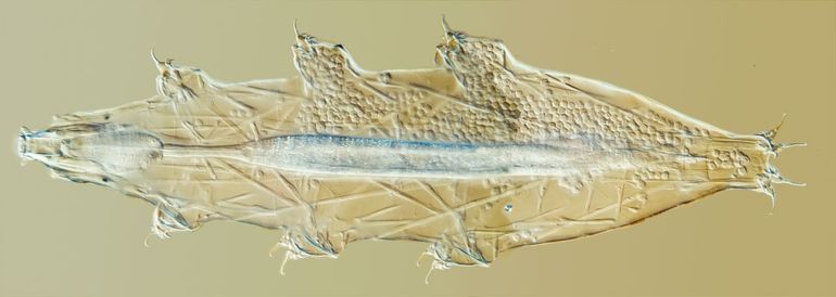Milnesium tardigradum