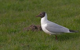 Larus ridibundus. Kokmeeuw zomerkleed