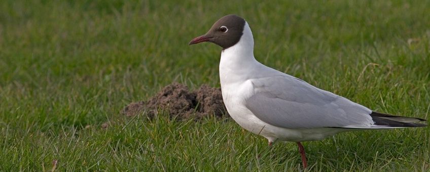 Larus ridibundus. Kokmeeuw zomerkleed