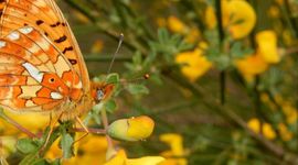 zilvervlek - primair