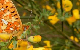 zilvervlek - primair