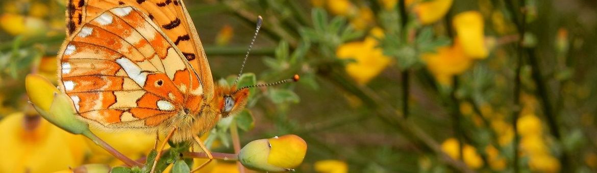 zilvervlek - primair