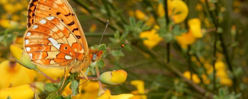 zilvervlek - primair