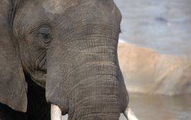 Elephant in Majete Park, Malawi