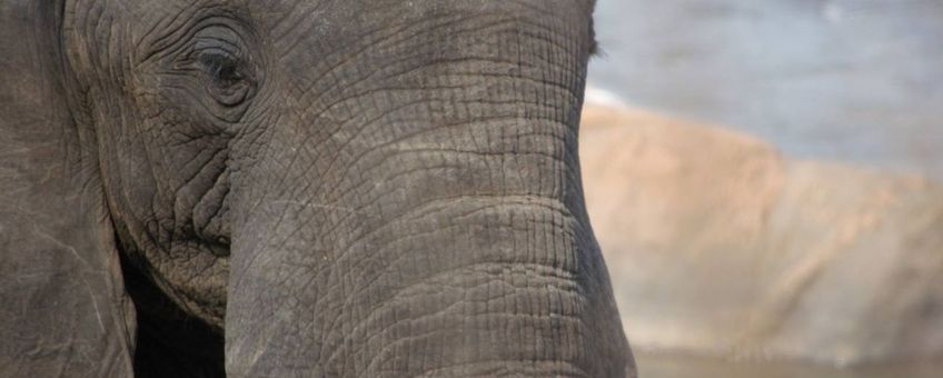 Elephant in Majete Park, Malawi