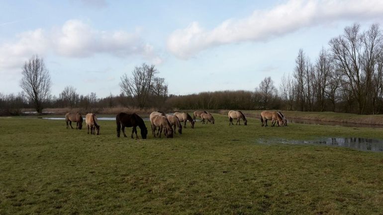 Rode Geuzen en Konikpaarden in het Munnikenland