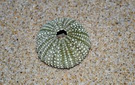 Foto Fitis-Sytske Dijksen, Saxifraga Gewone zeeappel