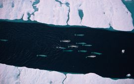 WWF Blauwe corridor met Arctische walvissen