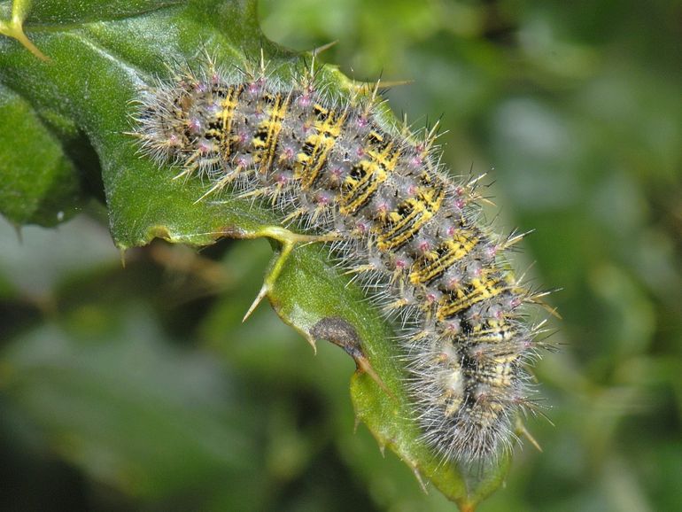 Rups van de distelvlinder