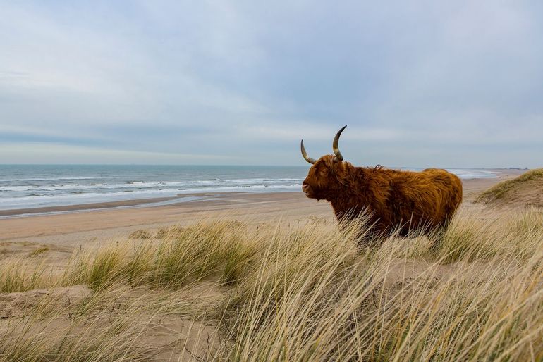 Schotse hooglander kijkt over zee