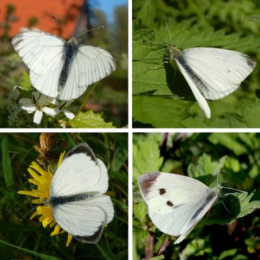 De bovenzijde van de vier witjes. Vrouwtjes hebben die zwarte stippen, mannetjes niet. Dit zegt niets over de soortherkenning. V.l.n.r. boven: klein geaderd witje & klein koolwitje, onder: groot koolwitje & scheefbloemwitje