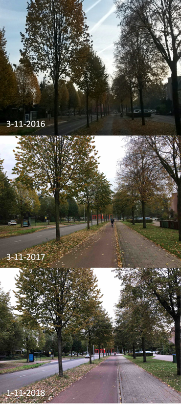 Verschil in herfskleuring lindes in Ede in de jaren 2016, 2017 en 2018