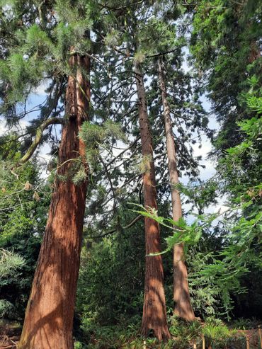 Groep Sequoia sempervirens in Royal Botanic Gardens, Kew