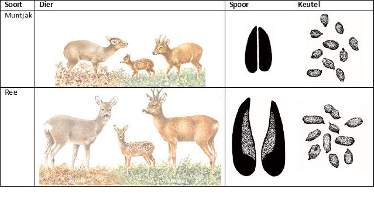 Verschillen tussen muntjak en ree