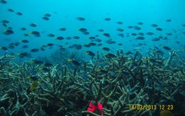 Great barrier reef, koraalrif