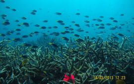 Guillermo Diaz-Pulido, Griffith University Great barrier reef, koraalrif