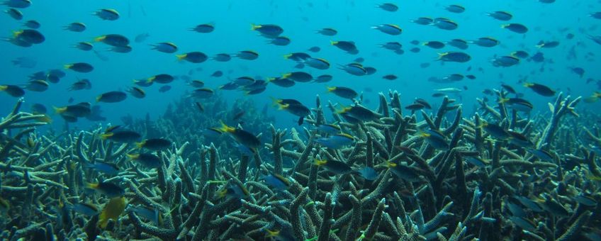 Great barrier reef, koraalrif