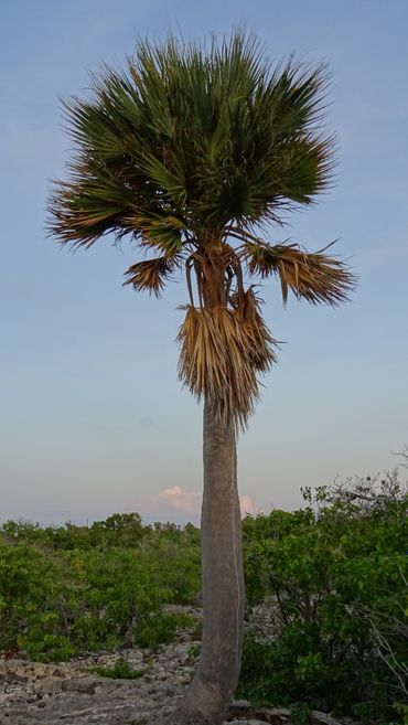 The critically endangered Bonaire palm