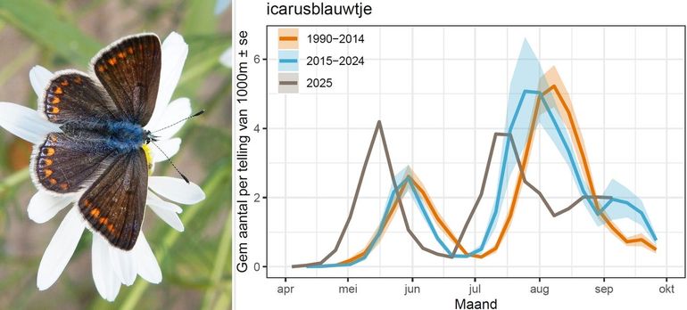 Het aantal vlinders in de routes van het meetnet vlinders (voorlopige resultaten) in 2025 (grijs) en in eerdere perioden