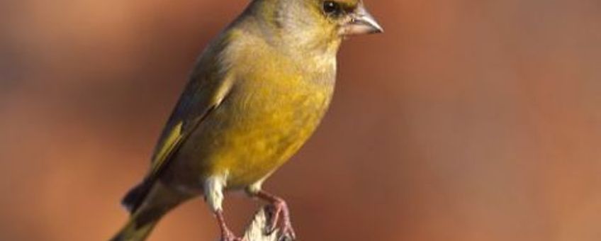 geest Peregrination Victor Nature Today | 'Het geel' is in Nederland