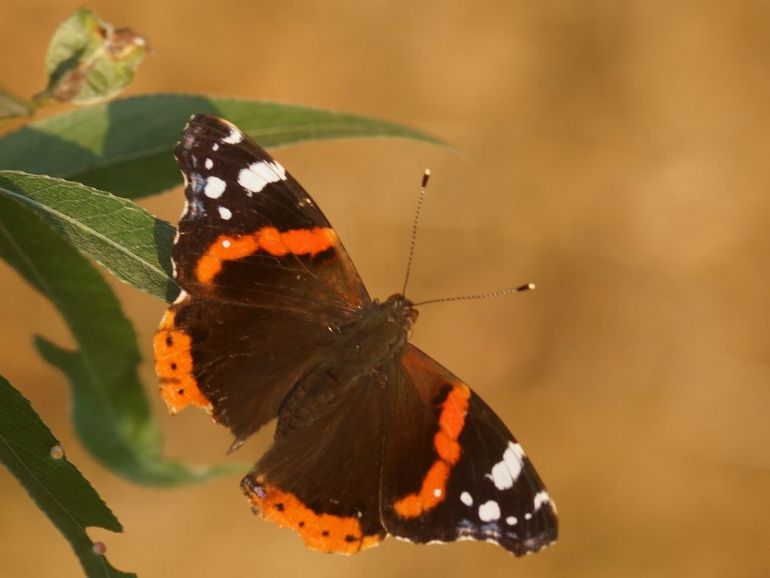 De atalanta was er redelijk in heet voorjaar, maar weinig in de nazomer