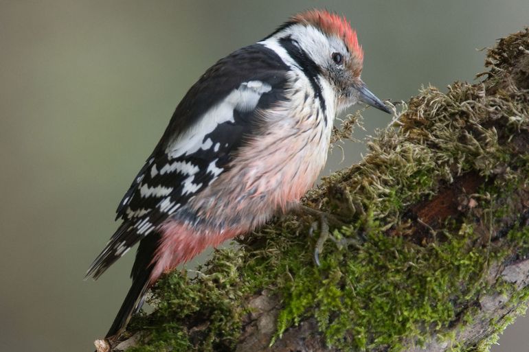 Middelste bonte specht: van bosvogel naar tuinvogel?