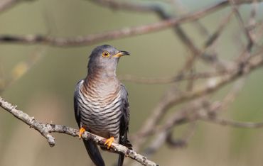 2017 is door Sovon en Vogelbescherming uitgeroepen tot 'Jaar van de Koekoek'