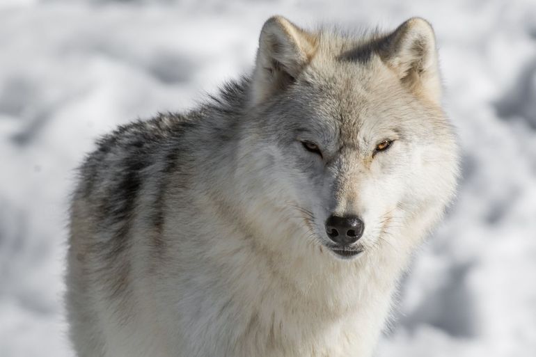 Een poolwolf in Alberta, Canada.