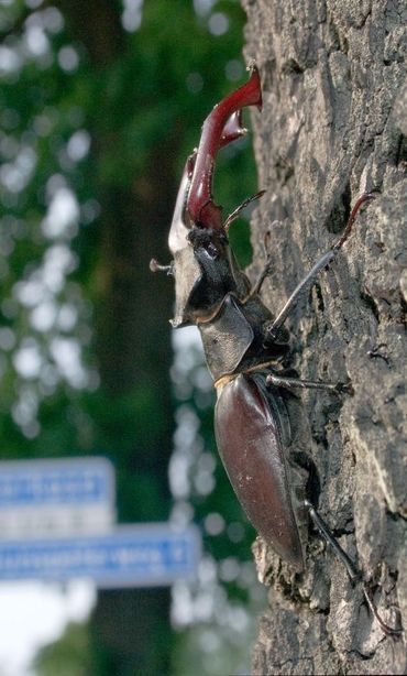 Mannetje vliegend hert in bebouwde kom, de straatnaambordjes zijn duidelijk zichtbaar