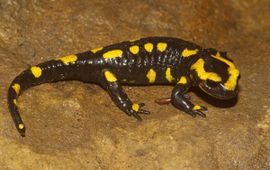 Kees Marijnissen, Saxifraga Vuursalamander
