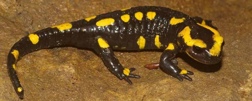 Vuursalamander