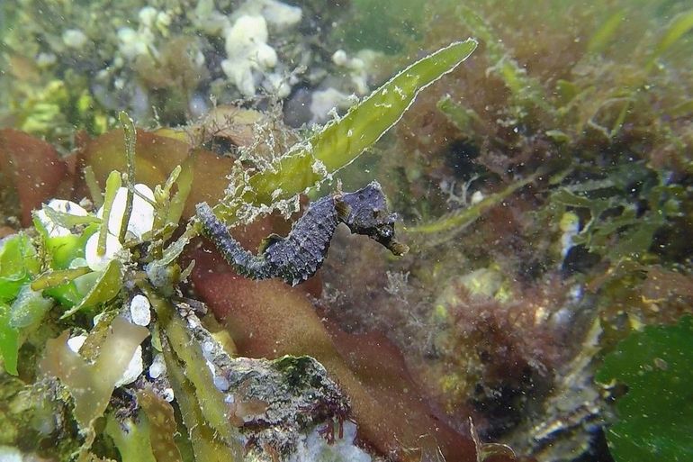 Een kortsnuitzeepaardje houdt zich goed vast in de stroming